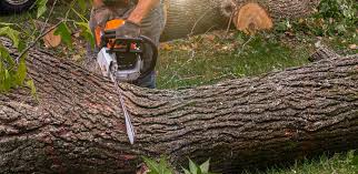 How Our Tree Care Process Works  in  Peppermill Village, MD