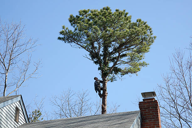 Best Arborist Consultation Services  in Peppermill Village, MD